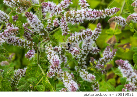fresh mint flowers in the garden fresh mint flowers in the garden 80819051