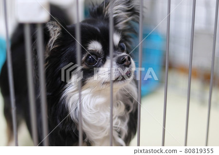 吉娃娃進軍狗圈 80819355