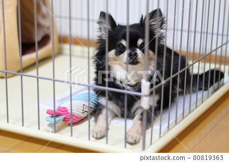 Dog toilet training dog circle Chihuahua 80819363