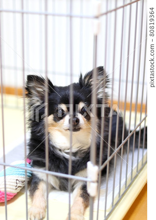Dog toilet training dog circle Chihuahua 80819364