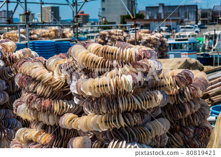 Scallops Seashells 80819421