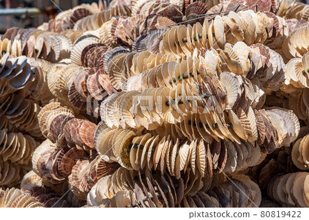 Scallops Seashells 80819422