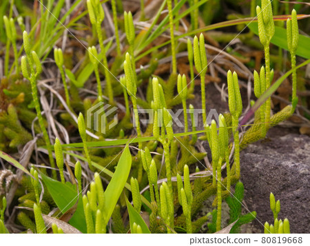 石松 石松 80819668