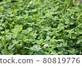After the rain, a clover with shining water droplets (white clover) 80819776