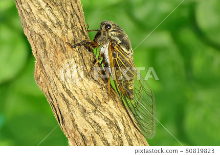 [Kumazemi]（深度合成） 80819823