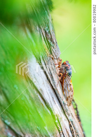 阿布拉蟬 80819982