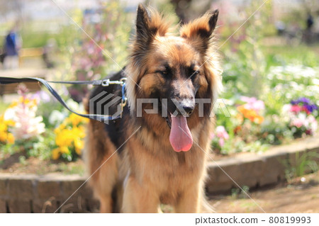 A smiling shepherd dog, a large dog A smiling shepherd dog, a large dog 80819993