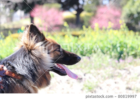 Shepherd up profile dog large dog 80819997