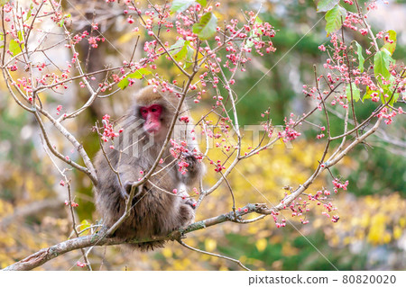 Two-horned monkey seen in Kamikochi, "Nagano Prefecture" Two-horned monkey seen in Kamikochi, "Nagano Prefecture" 80820020