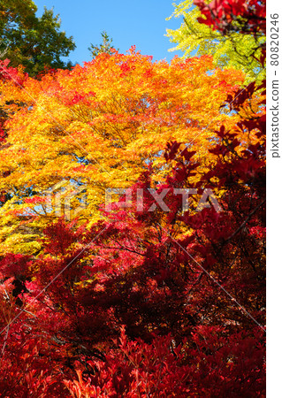 秋葉（在大町市靈松寺） 80820246