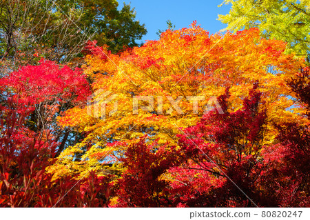 秋葉(在大町市靈松寺) 秋葉(在大町市靈松寺) 80820247