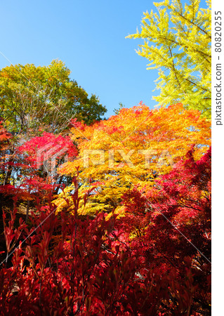 Autumn leaves (at Reishoji, Omachi City) 80820255