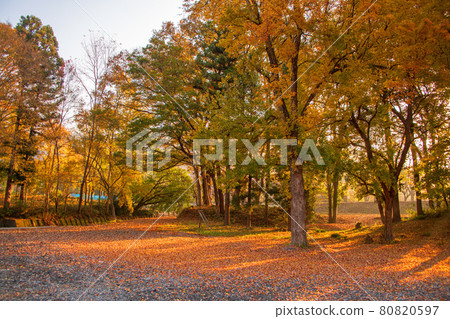 Nagatoro Autumn scenery Horaijima Park scenery Autumn leaves bathing in the morning sun Nagatoro Autumn scenery Horaijima Park scenery Autumn leaves bathing in the morning sun 80820597