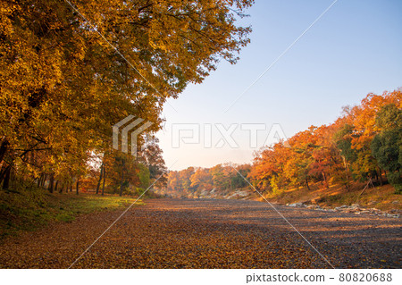 Nagatoro Autumn scenery Horaijima Park scenery Autumn leaves bathing in the morning sun Nagatoro Autumn scenery Horaijima Park scenery Autumn leaves bathing in the morning sun 80820688