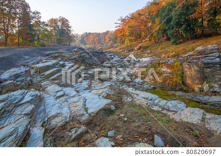 長瀞秋景 堀島公園風光 沐浴晨光的秋葉 80820697