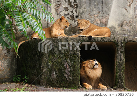 一對有異性意識的獅子,廣島縣廣島市阿佐動物園 一對有異性意識的獅子,廣島縣廣島市阿佐動物園 80820736