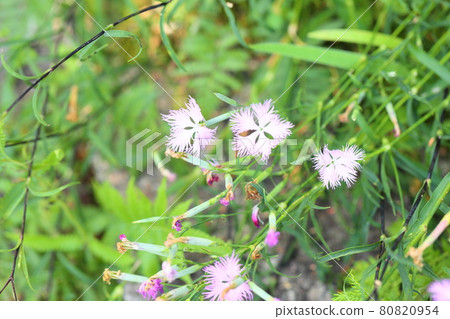Flowers of Kawarana de Ceco Flowers of Kawarana de Ceco 80820954