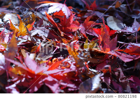 將地面染成鮮紅色的秋楓落葉 將地面染成鮮紅色的秋楓落葉 80821198