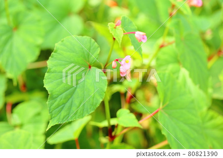 Flower of Shiu-kaido Flower of Shiu-kaido 80821390