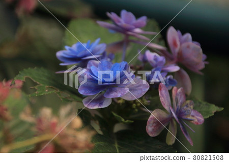 植物 / 紫色花朵 植物 / 紫色花朵 80821508