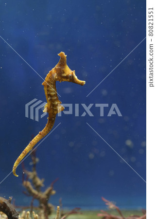 海馬尖嘴魚龍產卵 海馬尖嘴魚龍產卵 80821551