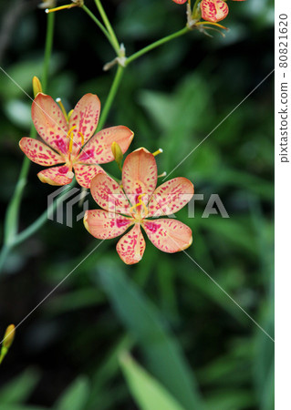 Hiougi flower 80821620