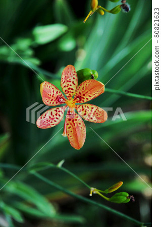 Hiougi flower 80821623