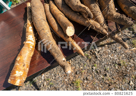 Freshly harvested cassava potatoes Freshly harvested cassava potatoes 80821625