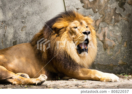 Yawning male lion, Asa Zoo, Hiroshima City, Hiroshima Prefecture Yawning male lion, Asa Zoo, Hiroshima City, Hiroshima Prefecture 80822037