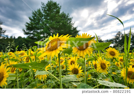 青森縣八戶市南鄉區的向日葵田 80822191