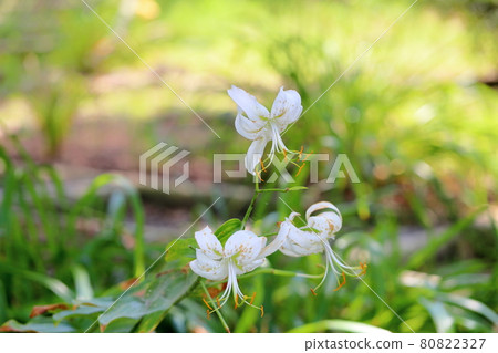 Lily flower 80822327