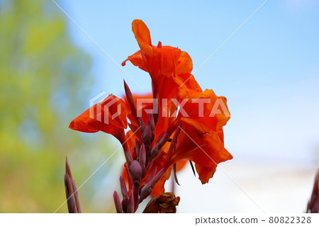 Canna flower 80822328