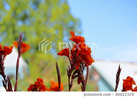 Canna flower 80822329