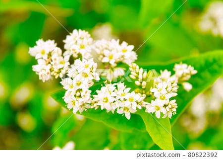 夏天的花朵 80822392