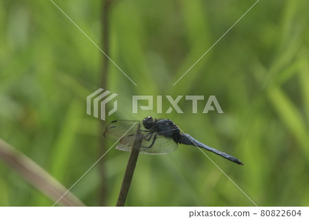Orthetrum albisum 翼紋 80822604