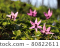Beautiful erythronium flowers that transmit sunlight [Hokkaido Biratori] 80822611
