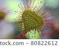 Hidden protagonist of the marshland Carnivorous plant Drosera rotundifolia [Hokkaido Sarobetsu Wetland] 80822612