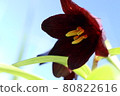 Black lily blooming in the area 0m above sea level [Soya, Hokkaido] 80822616