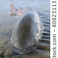 Front angle of the phantom fish Ito [Teshio River, Hokkaido] 80823113