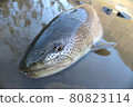 Simple image of the phantom fish Ito [Teshio River, Hokkaido] 80823114