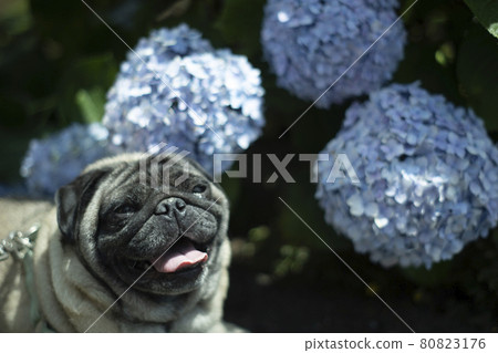 A big hydrangea found on the promenade of Pug City A big hydrangea found on the promenade of Pug City 80823176