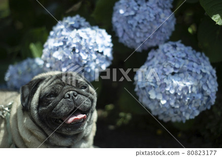 A big hydrangea found on the promenade of Pug City 80823177