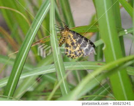High brown fritillary butterfly found in Bogatsuru, Mr. Oaza Ari, Kujumachi, Taketa City, Oita Prefecture High brown fritillary butterfly found in Bogatsuru, Mr. Oaza Ari, Kujumachi, Taketa City, Oita Prefecture 80823241