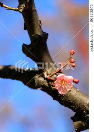 等待春天的粉紅梅花 80823246
