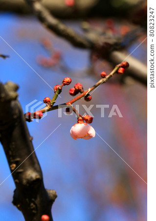 等待春天的粉紅梅花 80823247