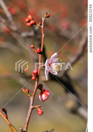 等待春天的粉紅梅花 等待春天的粉紅梅花 80823248