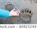Giant brown bear footprints [Nakagawa, Hokkaido] 80823249