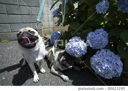 發現有哈巴狗的步行道:比臉還大的大繡球 發現有哈巴狗的步行道:比臉還大的大繡球 80823295