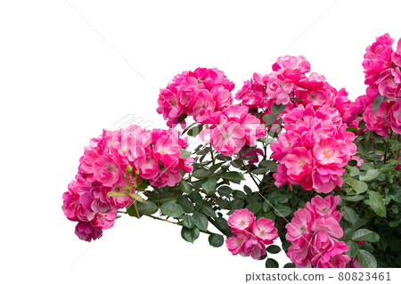 Blooming pink rose bushes isolated on white 80823461