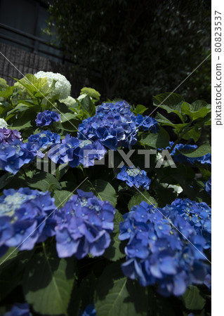 Discovery of a walking path Local familiar scenery Light blue hydrangea 80823537